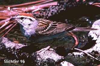 Chipping Sparrow: Spizella passerina