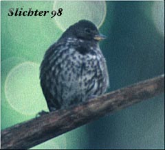 Fox Sparrow: Passerella iliaca