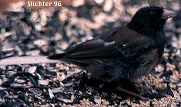 Dark-eyed Junco: Junco hyemalis