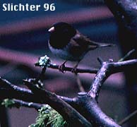 Dark-eyed Junco: Junco hyemalis