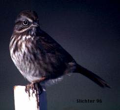 Song Sparrow: Melospiza melodia