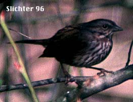 Song Sparrow: Melospiza melodia