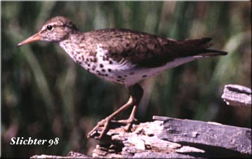 Spotted Sandpiper:Actitis macularia