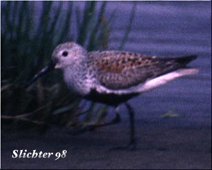 Dunlin: Calidris alpina