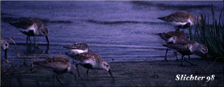 Dunlin: Calidris alpina