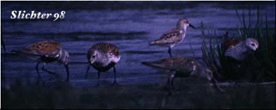 Dunlin: Calidris alpina