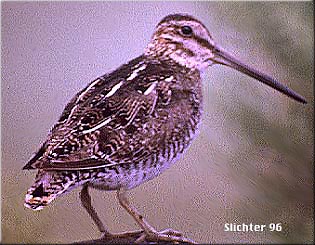 Common Snipe: Gallinago gallinago