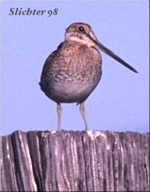 Common Snipe: Gallinago gallinago