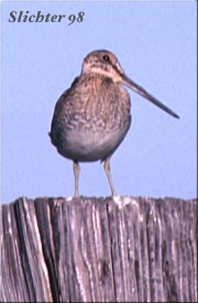 Common Snipe: Gallinago gallinago