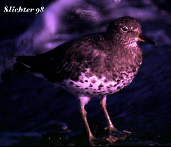 Surfbird: Aphriza virgata