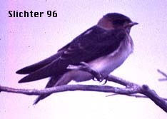 Cliff Swallow: Petrochelidon pyrrhonota