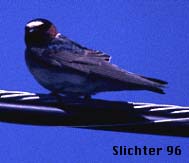 Cliff Swallow: Petrochelidon pyrrhonota