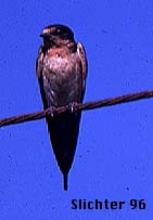 Barn Swallow: Riparia riparia