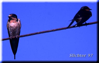 Barn Swallow: Riparia riparia