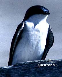 Tree Swallow: Tachycineta bicolor