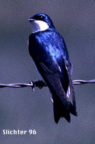 Tree Swallow: Tachycineta bicolor