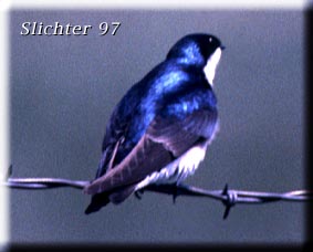 Tree Swallow: Tachycineta bicolor