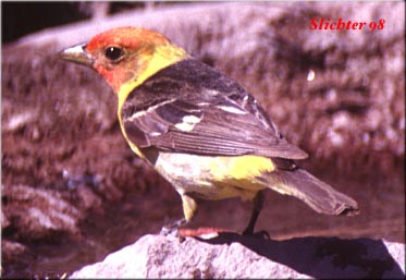 Male Western Tanager:Piranga ludoviciana