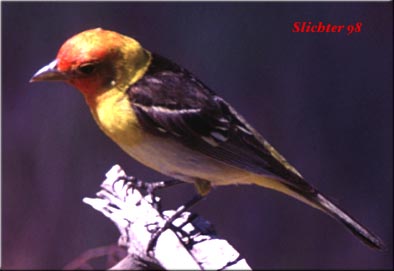 Male Western Tanager: Piranga ludoviciana