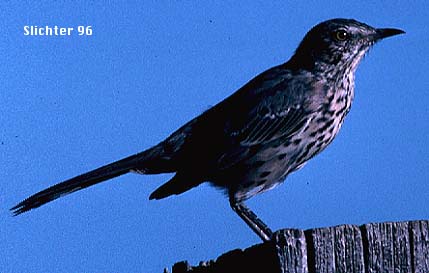 Sage Thrasher: Oreoscoptes montanus