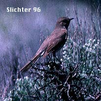 Sage Thrasher: Oreoscoptes montanus