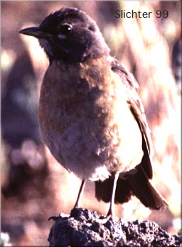 American Robin: Turdus migratorius