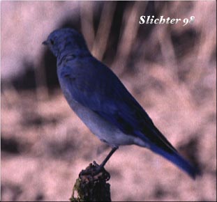 Male Mountain Bluebird: Sialia currocoides