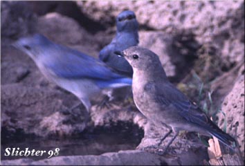 Male and female Mountain Bluebird: Sialia currocoides