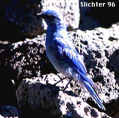 Mountain Bluebird: Sialia currocoides