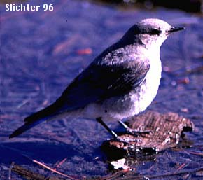 Mountain Bluebird: Sialia currocoides