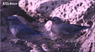 Mountain Bluebird: Sialia currocoides