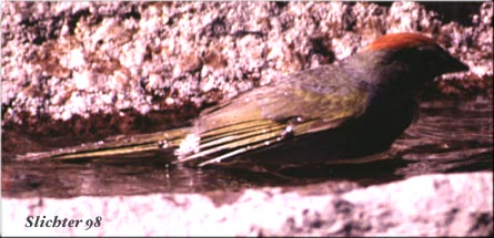 Green-tailed Towhee: Pipilo chlorurus