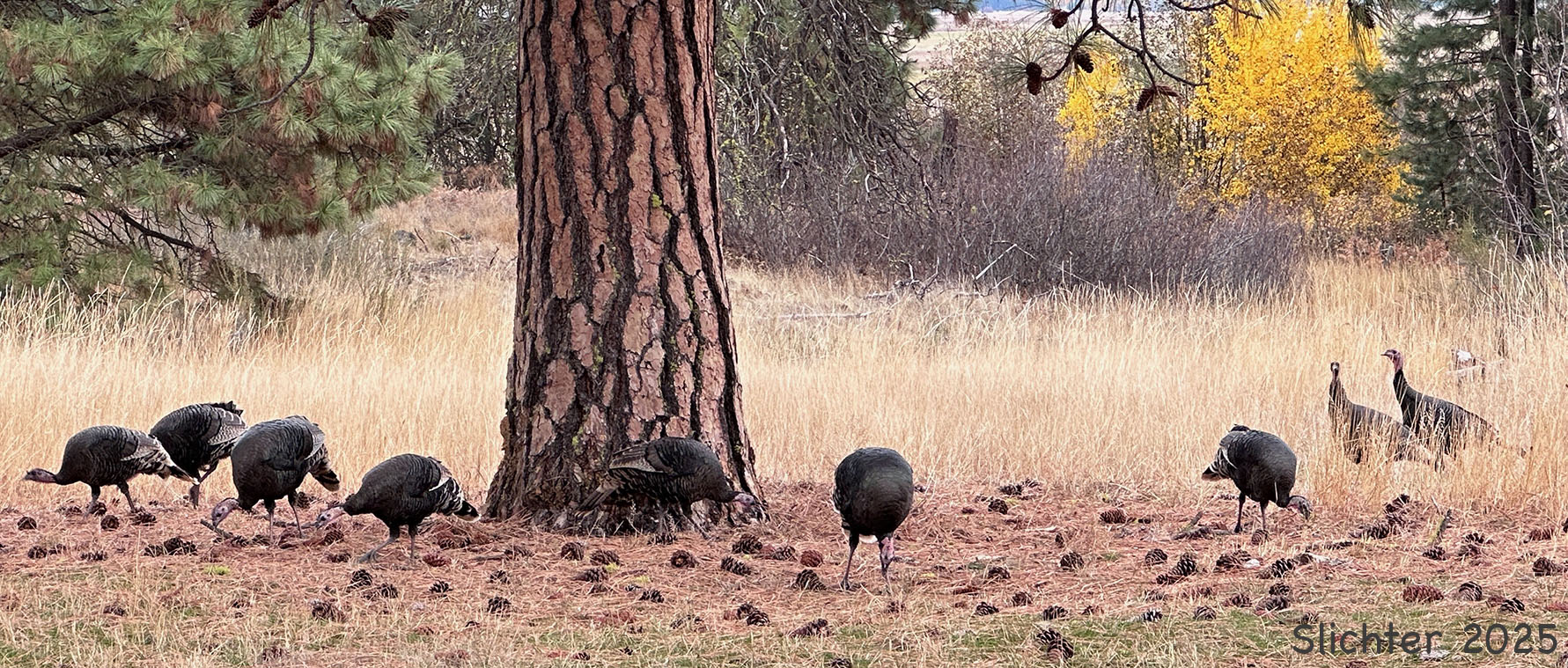 Wild Turkey: Meleagris gallopavo