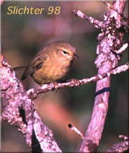 Orange-crowned Warbler: Vermivora celata