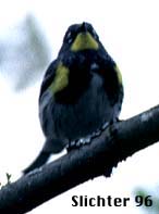 Yellow-rumped Warbler: Dendroica coronata