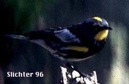 Yellow-rumped Warbler: Dendroica coronata