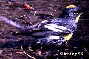 Yellow-rumped Warbler: Dendroica coronata