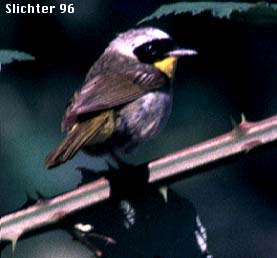 Common Yellowthroat: Geothlypis trichas