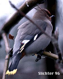 Bohemian Waxwing: Bombycilla garrulus