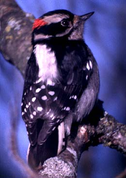Downy Woodpecker: Picoides pubescens
