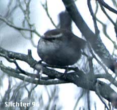 Bewick's Wren: Thryomanes bewickii