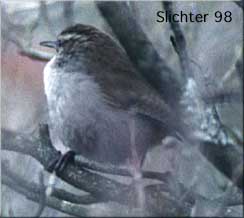 Bewick's Wren: Thryomanes bewickii