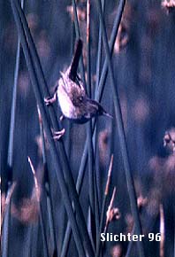 Marsh Wren: Cistothorus palustris