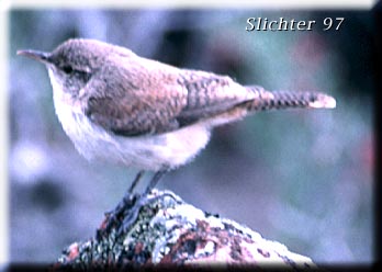 Rock Wren: Salpinctes obsoletus