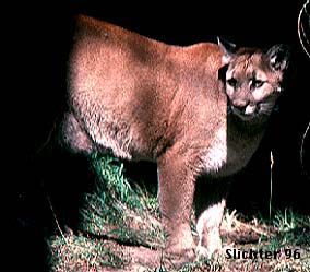 Cougar, Mountain Lion, Puma: Felis concolor