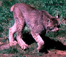 Canadian Lynx: Lynx canadensis