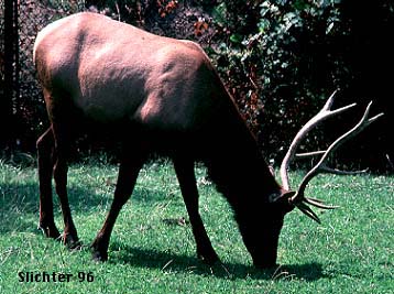 Canadian Elk, Wapiti: Cervus canadensis