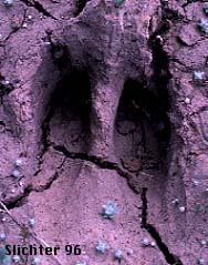 Hoof print of Canadian Elk, Wapiti: Cervus canadensis