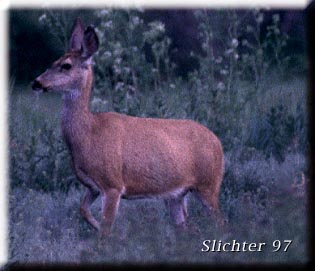 Mule Deer: Odocoileus hemionus