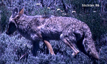 Coyote: Canis latrans